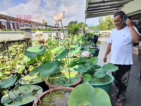 門前種蓮花|【門前種蓮花】門前種蓮花——家裡養蓮花的意義與迷信